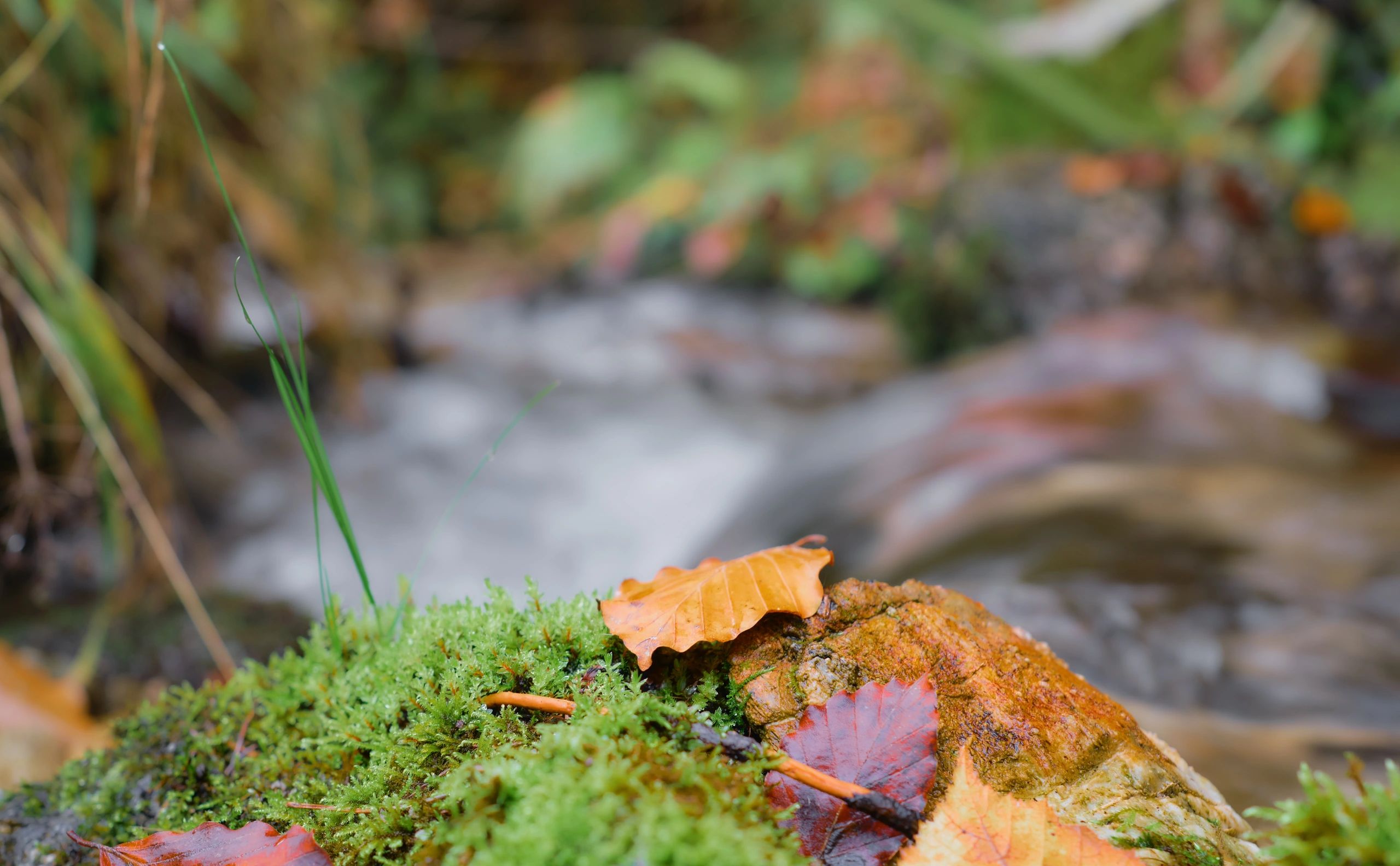 Autumn leaves on mossy stone